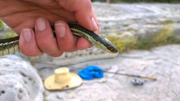 Image of Thamnophis proximus diabolicus Rossman 1963