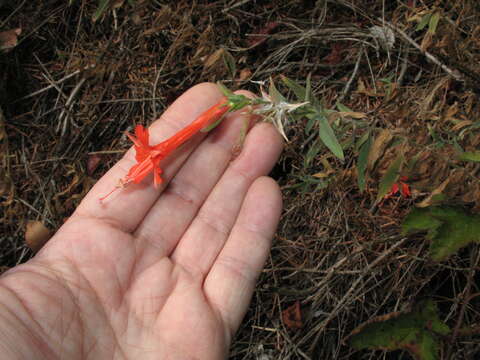 Epilobium canum subsp. canum的圖片