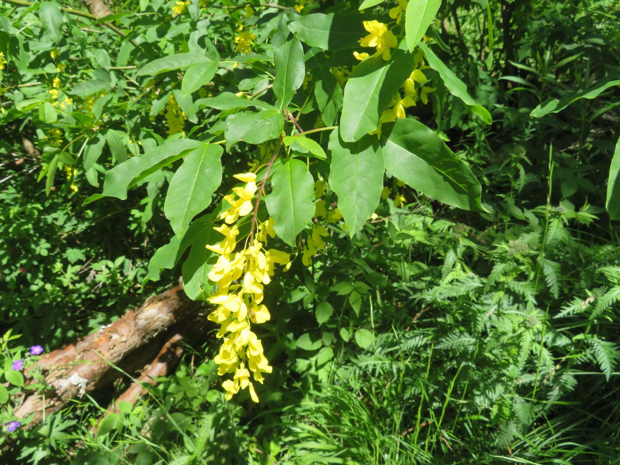 Plancia ëd Laburnum alpinum (Mill.) Bercht. & J. Presl