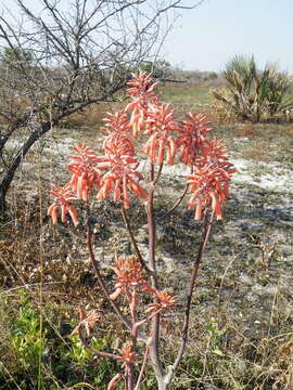 Image of Aloe monteiroi Baker