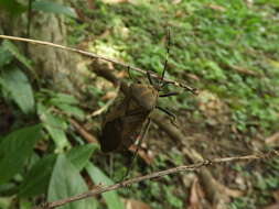 Pachylis laticornis (Fabricius 1798)的图像