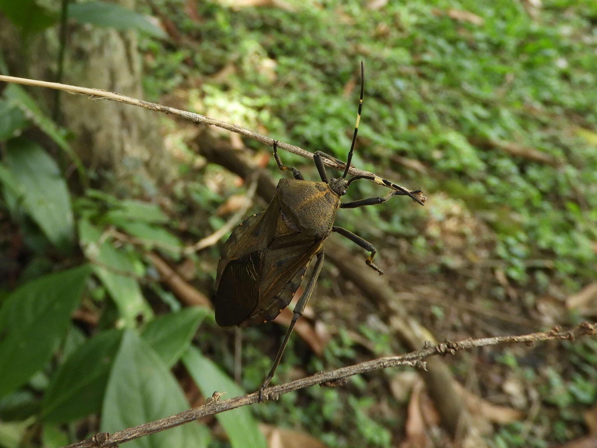Pachylis laticornis (Fabricius 1798)的图像