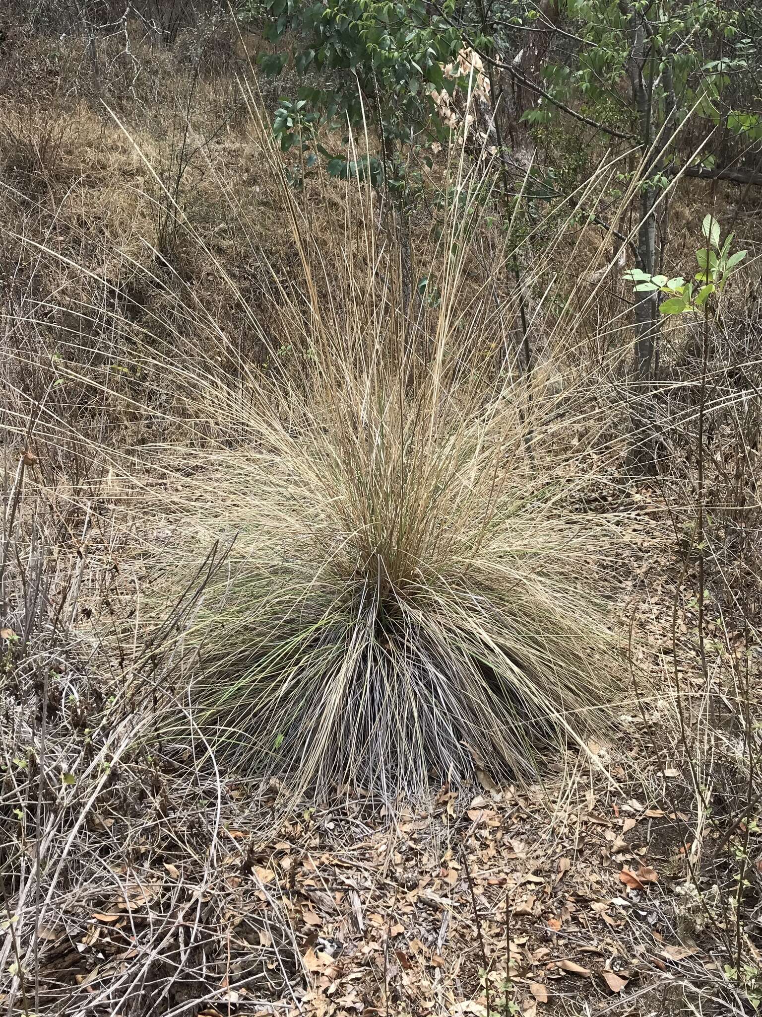 Imagem de Muhlenbergia macroura (Kunth) Hitchc.