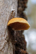 Image of Crepidotus eucalyptorum Cleland 1924