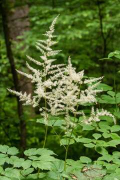 Image of Appalachian False Goat's-Beard