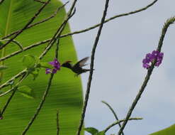 Lophornis stictolophus Salvin, Elliot & DG 1873 resmi