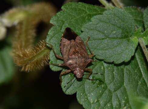 Image de Podisus (Podisus) fuscescens (Dallas 1851)