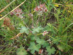 Image of cranesbill