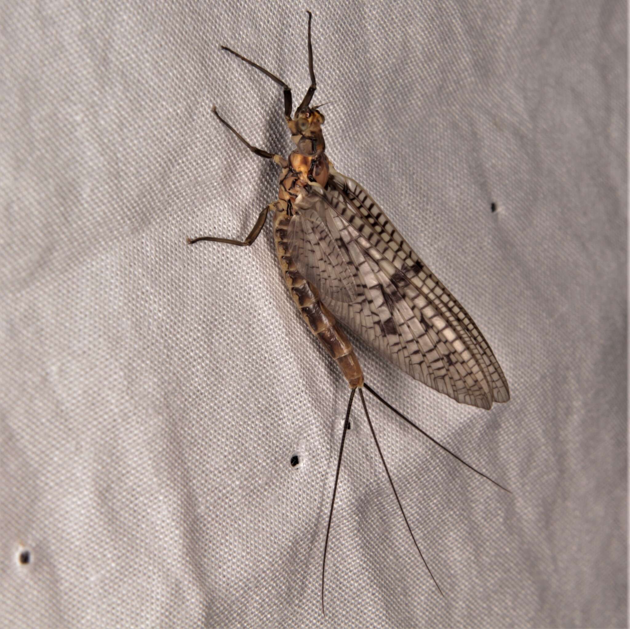 Image of Brown Drake (Mayfly)