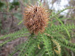 Imagem de Banksia dryandroides Baxter