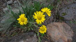 Plancia ëd Hymenoxys integrifolia (Kunth) M. W. Bierner