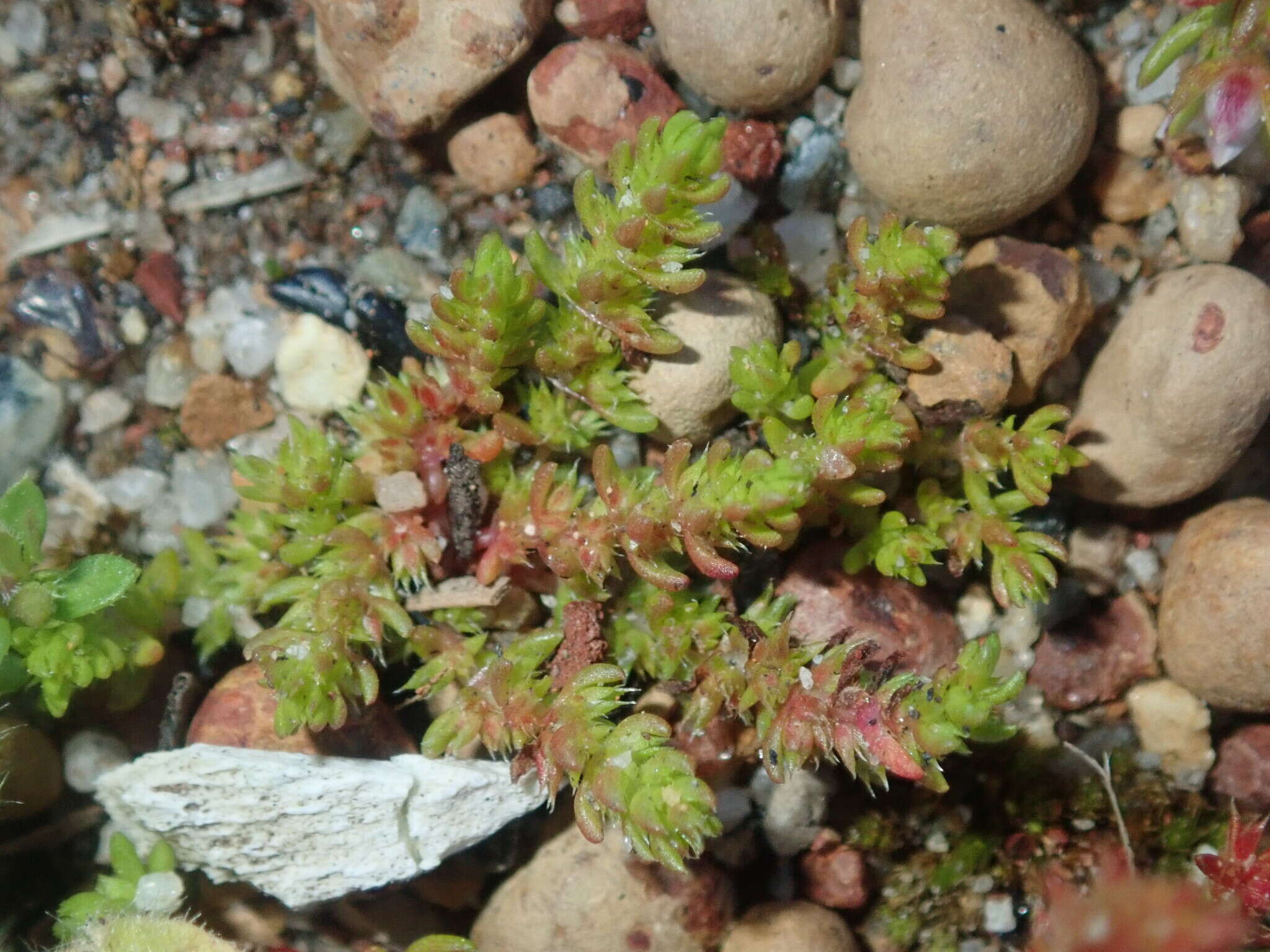 Crassula colorata (Nees) Ostenf. resmi