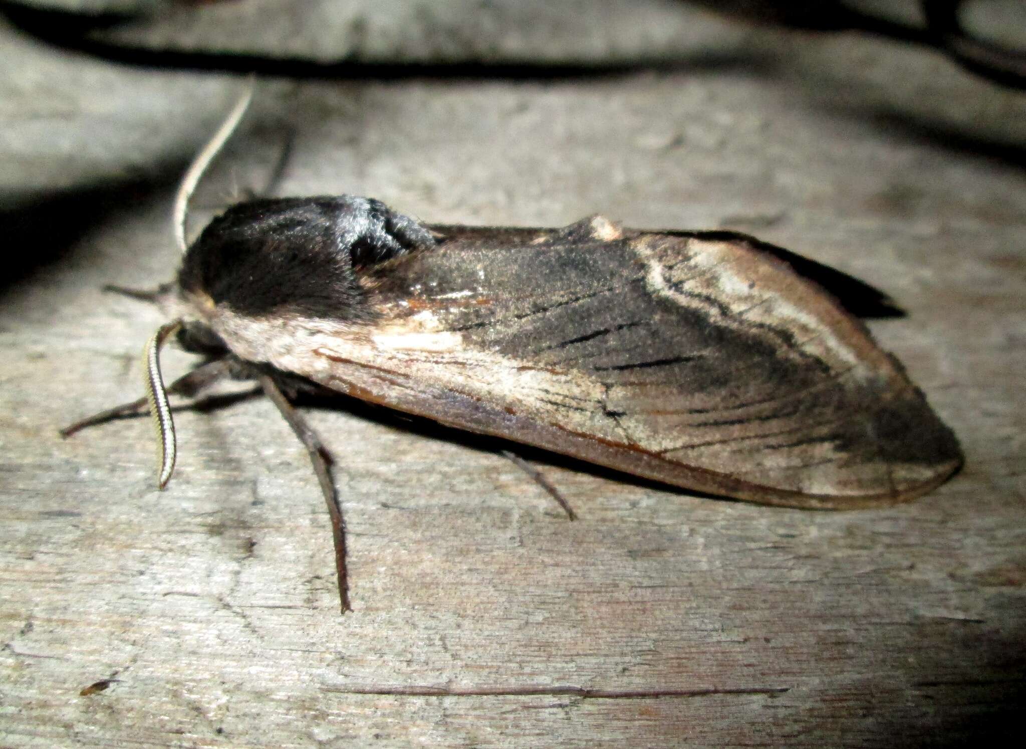 Image of privet hawk-moth