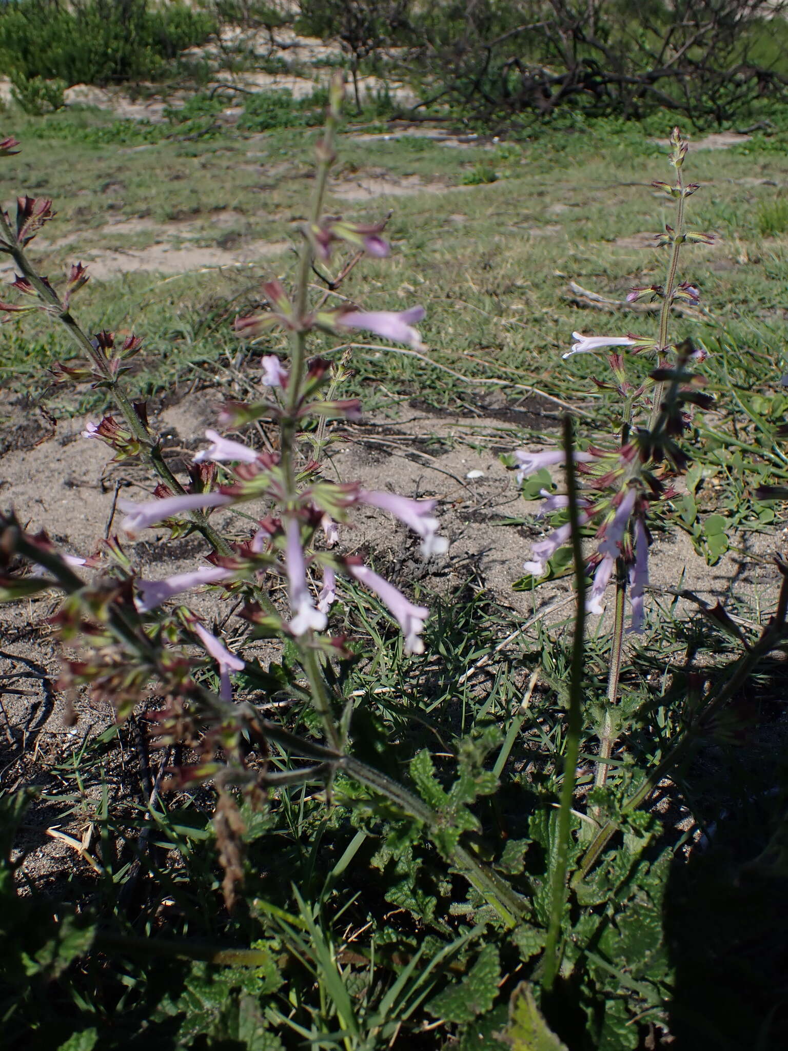 Imagem de Salvia repens Burch. ex Benth.