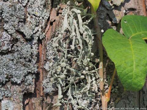 Image of cartilage lichen