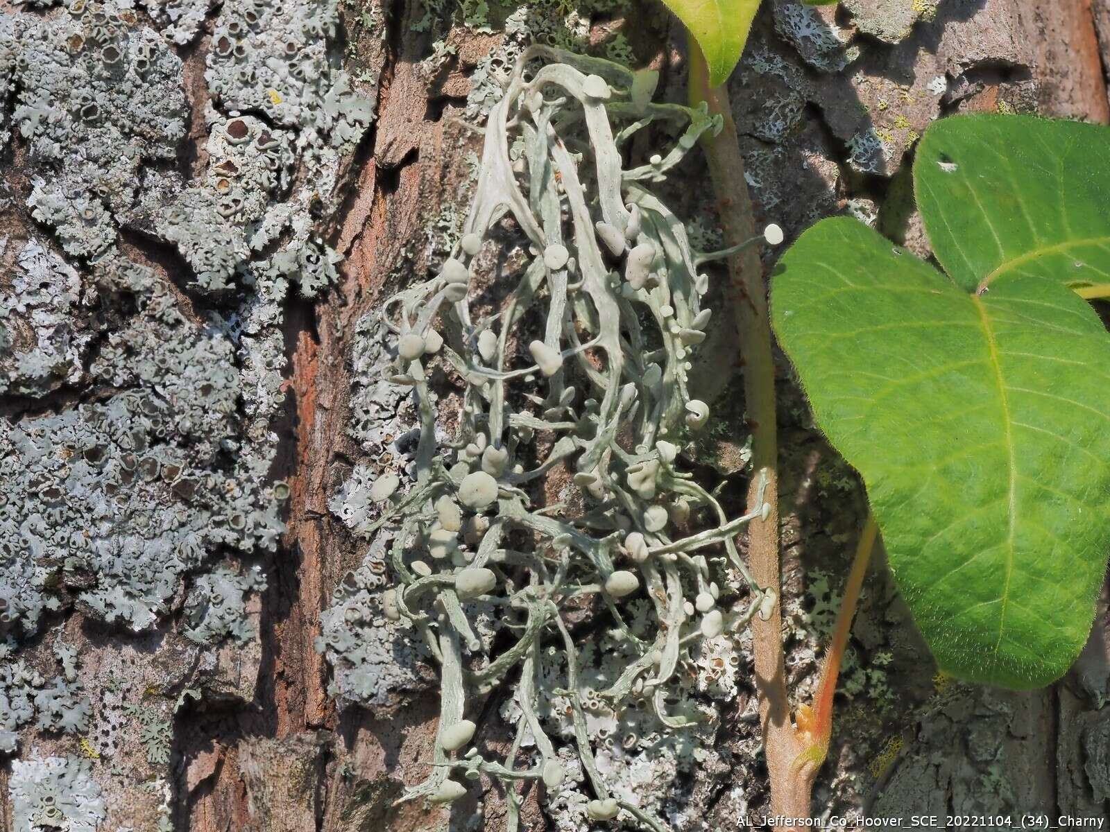 Imagem de Ramalina stenospora Müll. Arg.