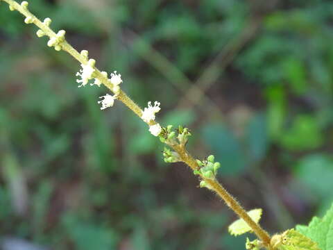 Sivun Croton malvaviscifolius Millsp. kuva