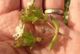 Image of Delosperma inconspicuum L. Bol.