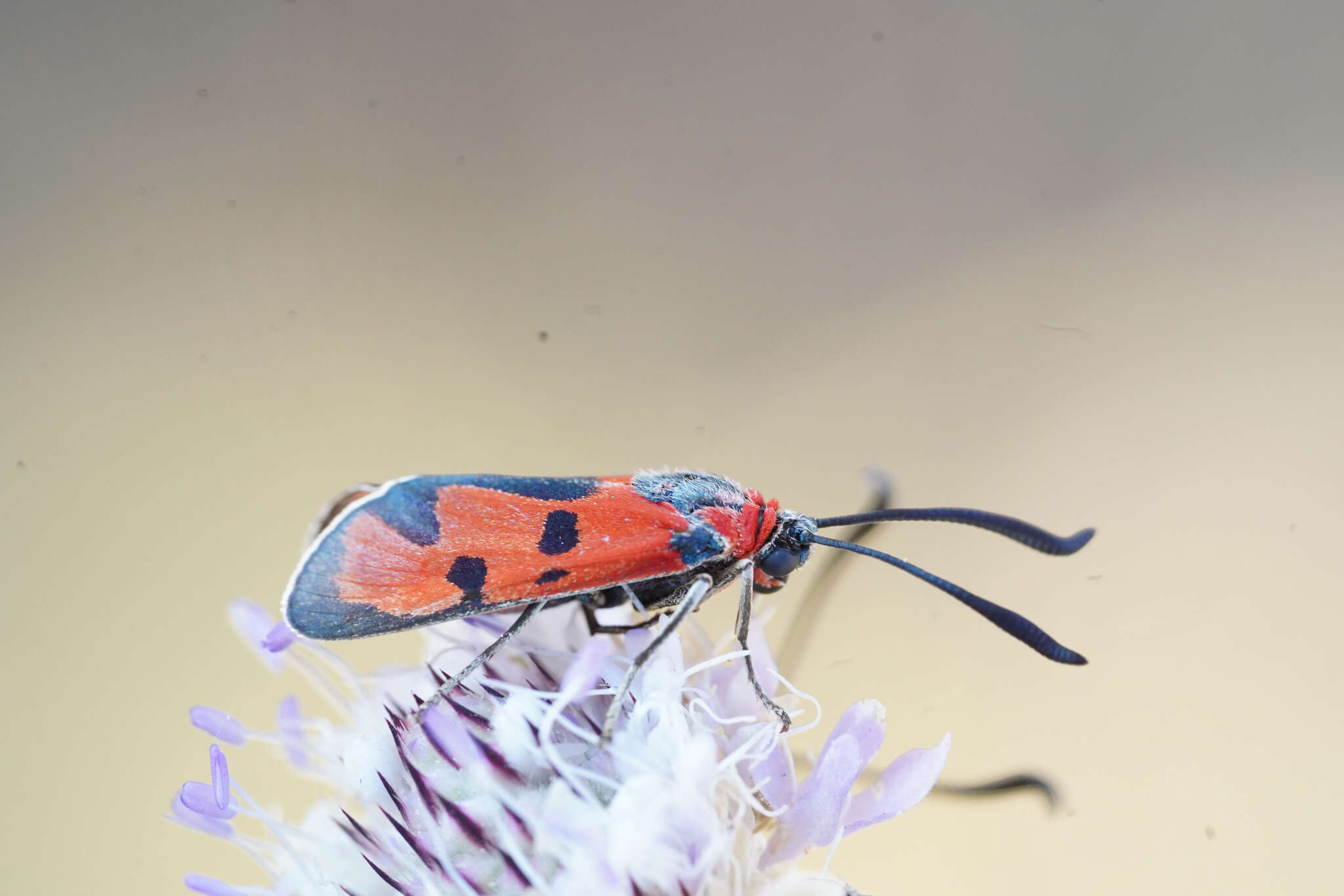 Image of Zygaena laeta Hübner 1790