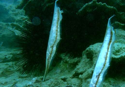 Image of Speckled shrimpfish