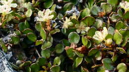 Image of sprawling wirevine