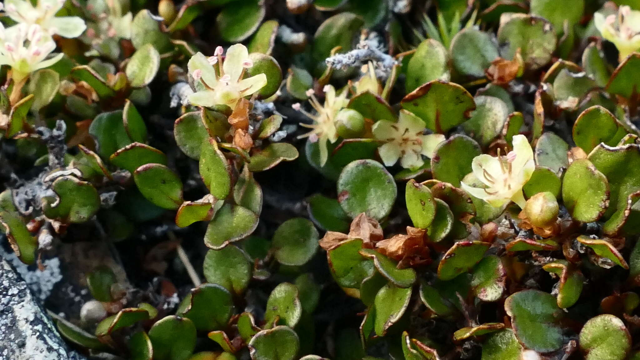 Image of sprawling wirevine