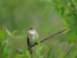 Image of Willow Flycatcher