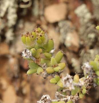 Image of Trichodiadema hallii L. Bol.