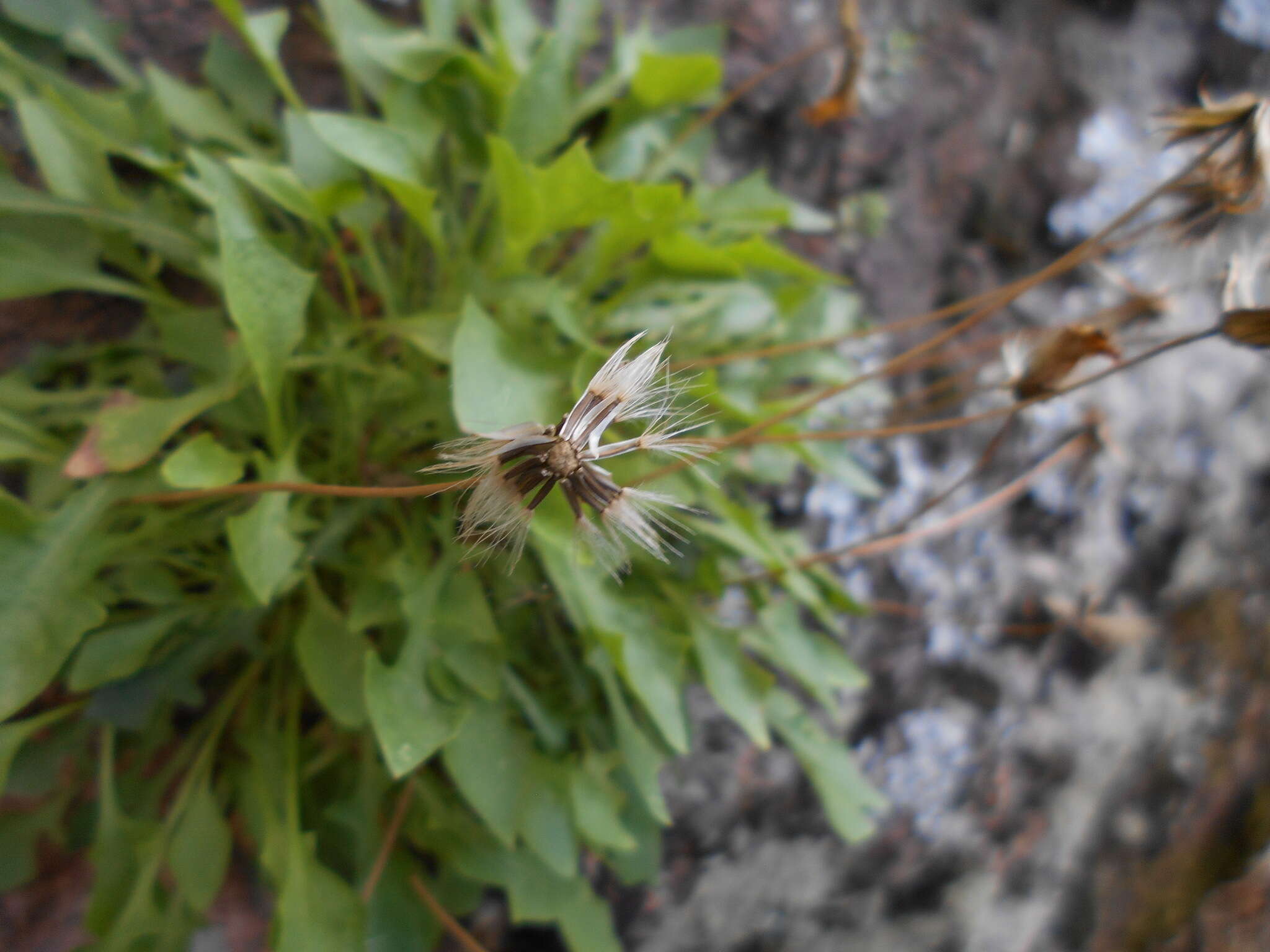 Image of Hypochaeris robertia (Sch. Bip.) Fiori