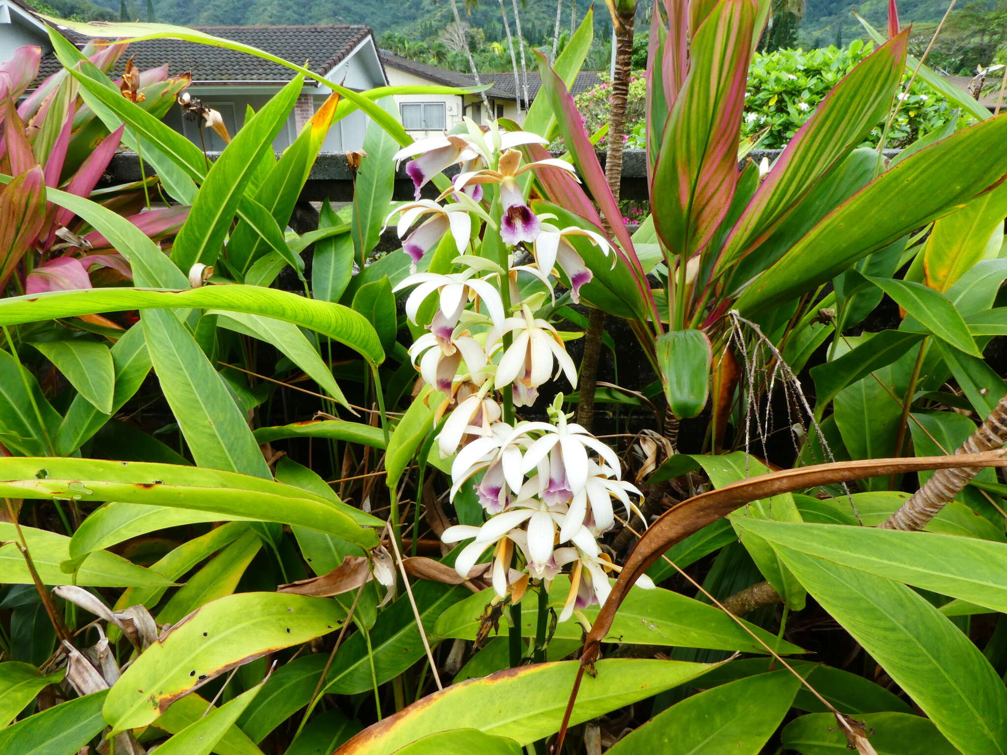 Image de Phaius tankervilleae (Banks) Blume