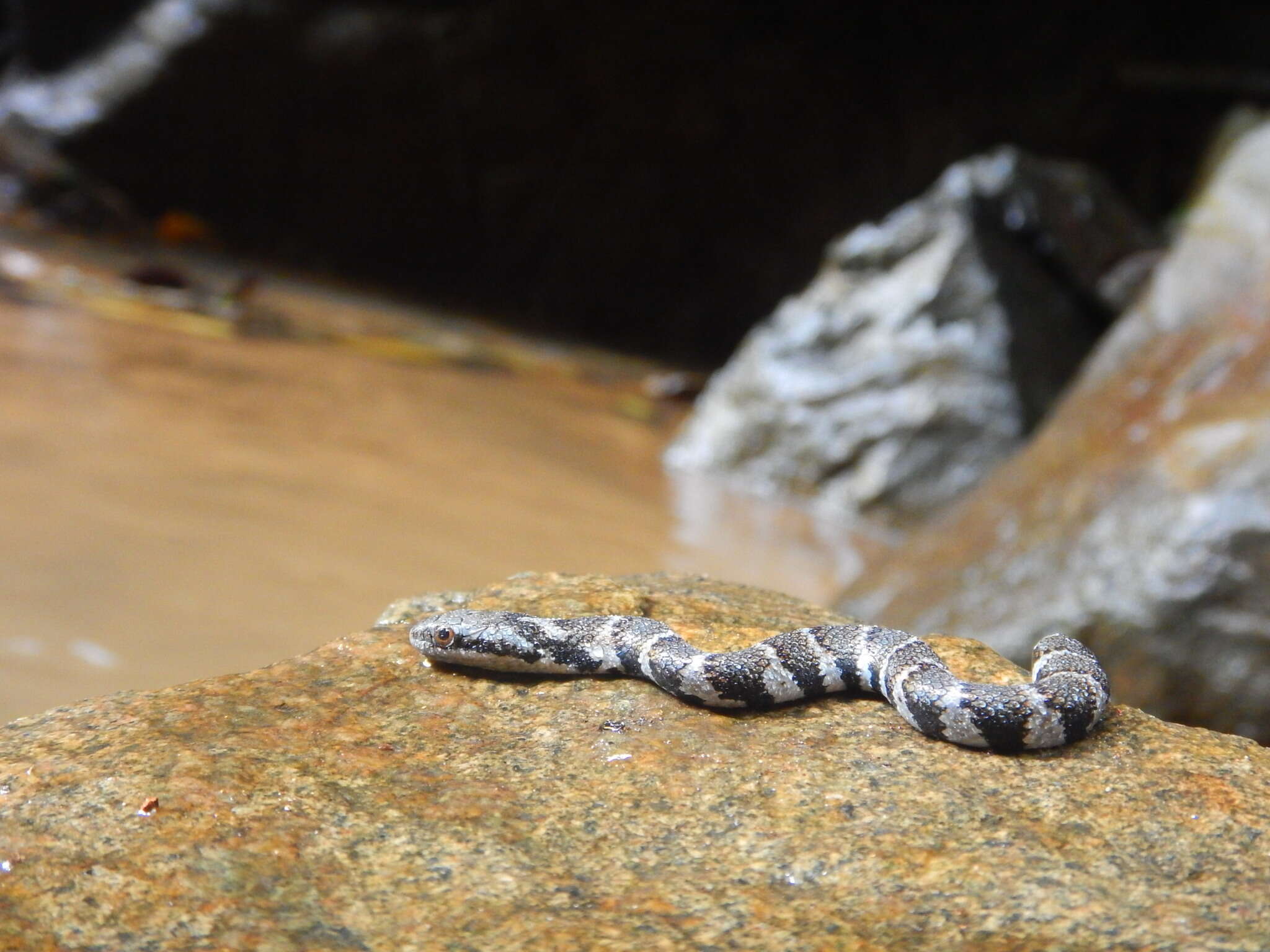 Helicops angulatus (Linnaeus 1758)的圖片