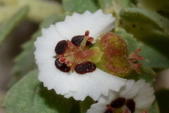 Image of Euphorbia leucophylla Benth.