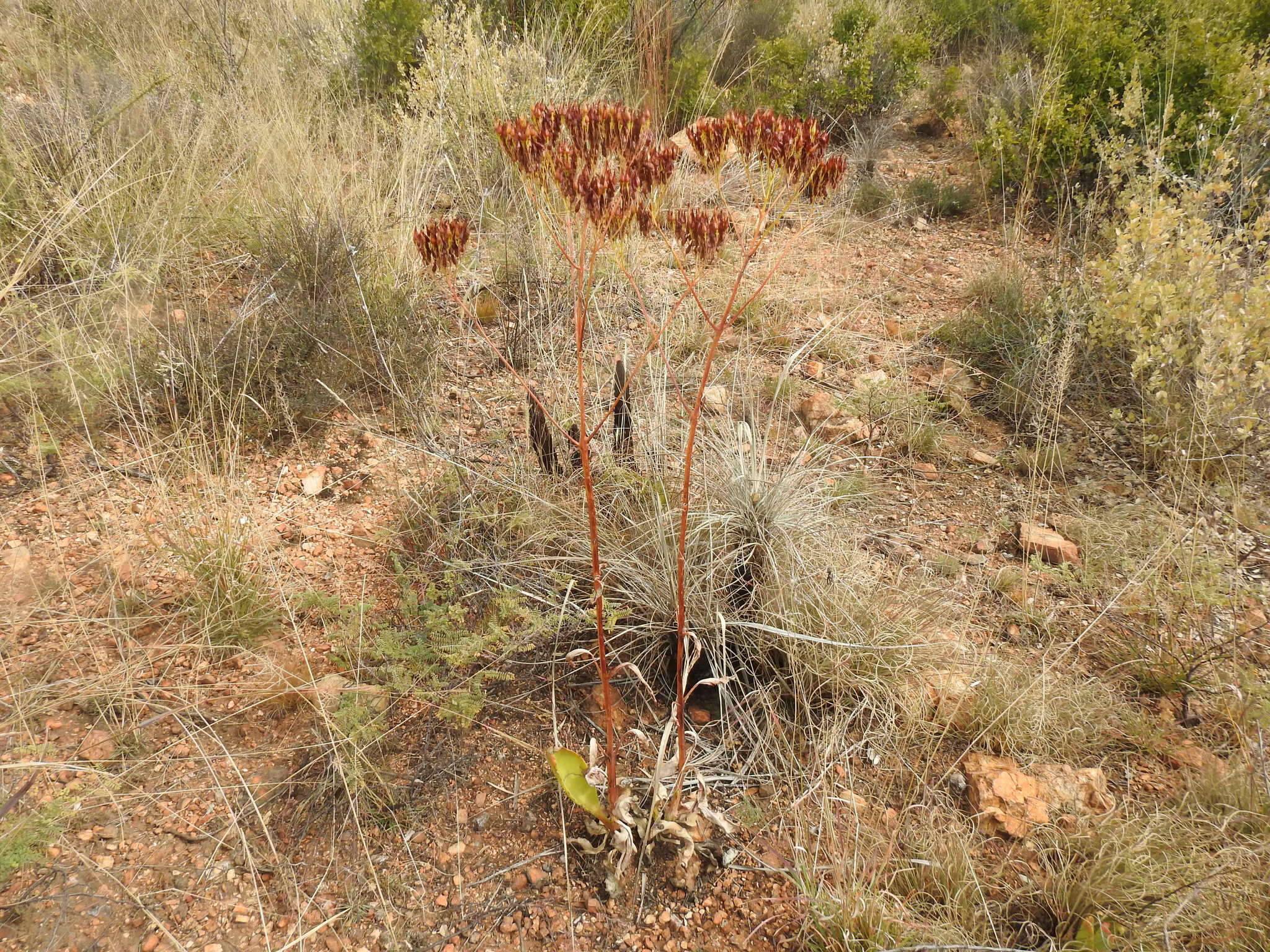 Image of Kalanchoe paniculata Harv.