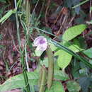 Image of Dysolobium pilosum (Willd.) Marechal