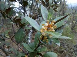 Image de Lyonia squamulosa Mart. & Gal.