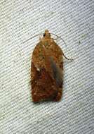 Imagem de Acleris stadiana