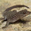 Image of Brazilian Naked-toed Gecko