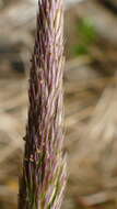 Image of Polypogon magellanicus (Lam.) Finot