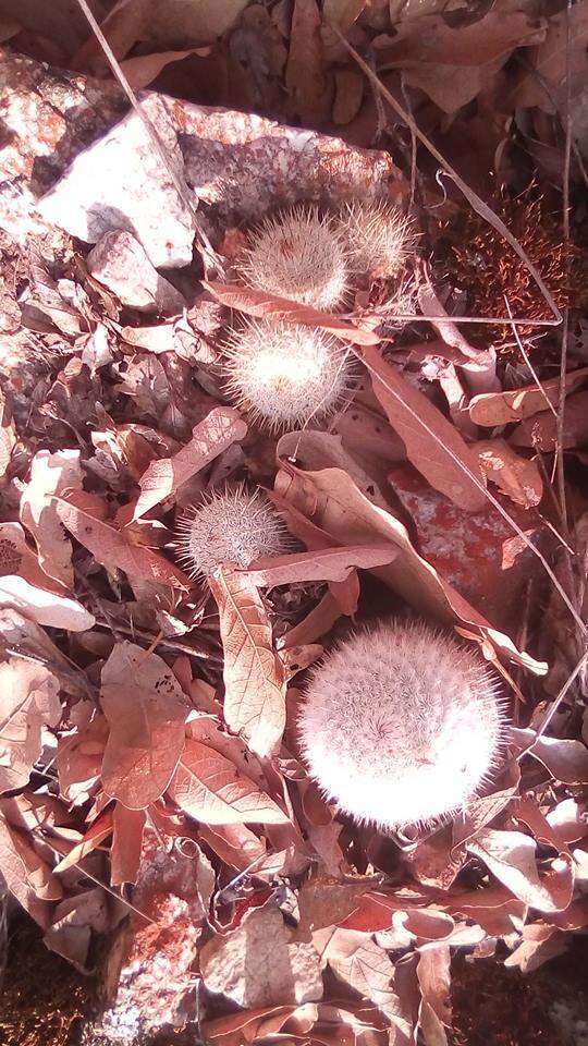 Mammillaria albilanata subsp. albilanata resmi