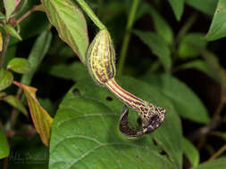 Image of Aristolochia pilosa Kunth