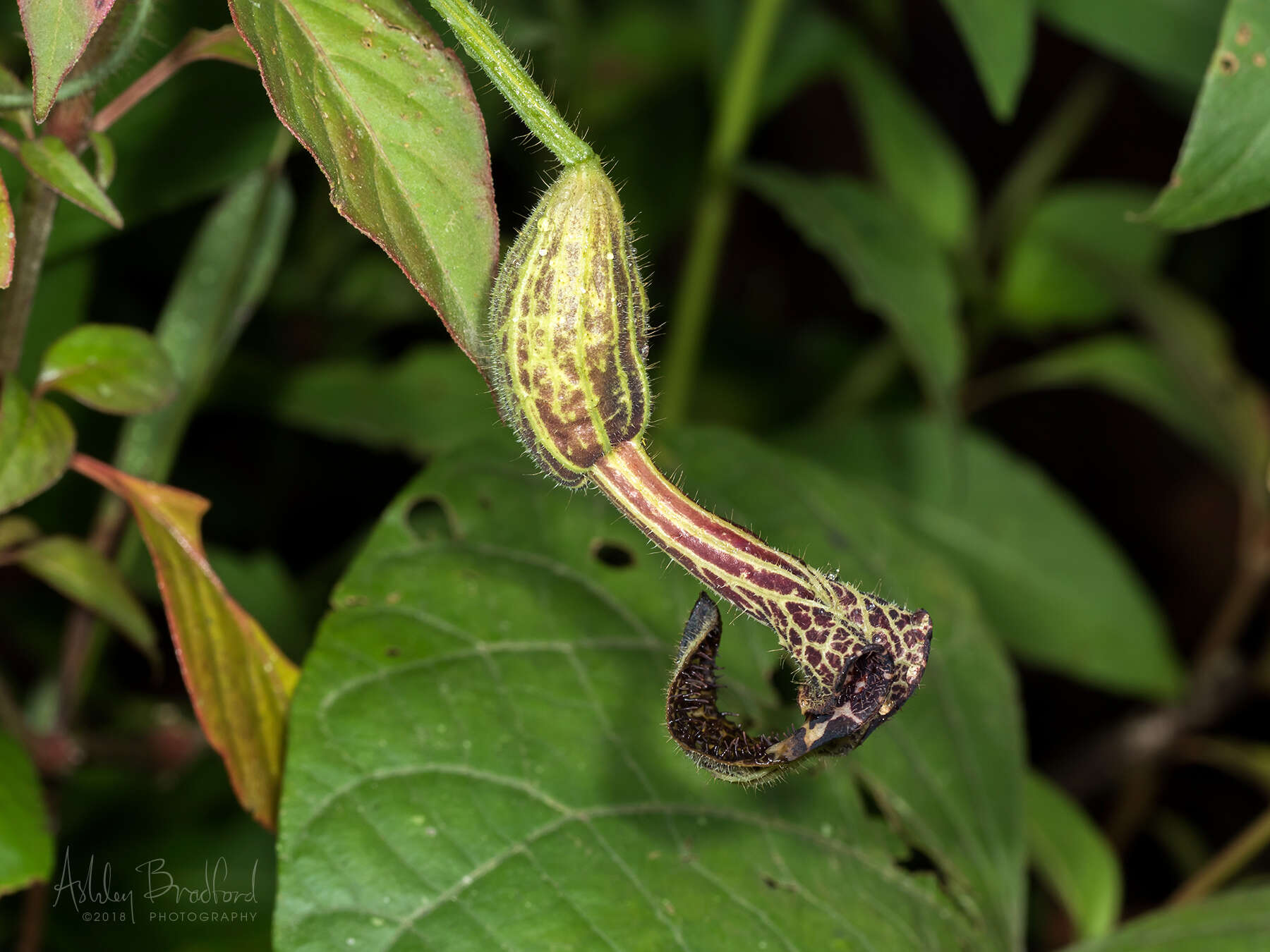 Plancia ëd Aristolochia pilosa Kunth