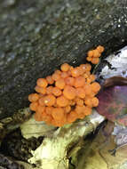 Image of Mycena leaiana (Berk.) Sacc. 1891