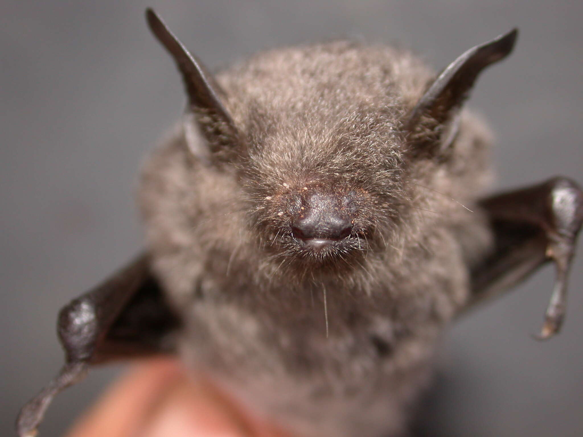 Image de Myotis horsfieldii (Temminck 1840)