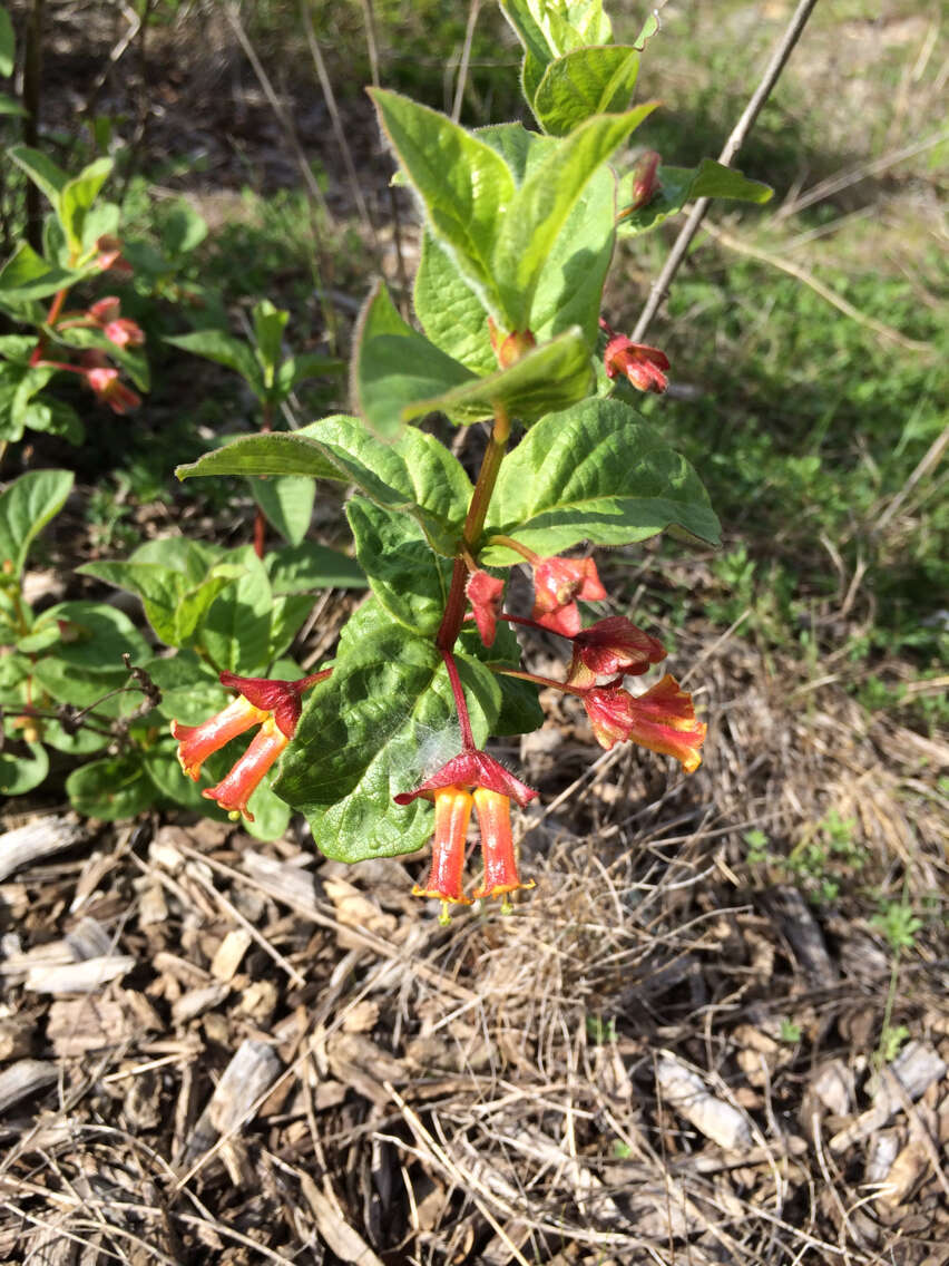 Image of twinberry honeysuckle