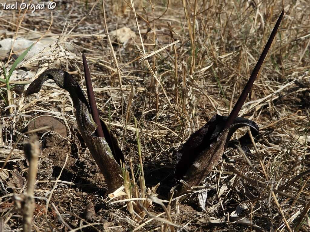 Image of Biarum angustatum (Hook. fil.) N. E. Br.