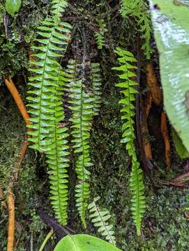 Image of smooth dwarf polypody