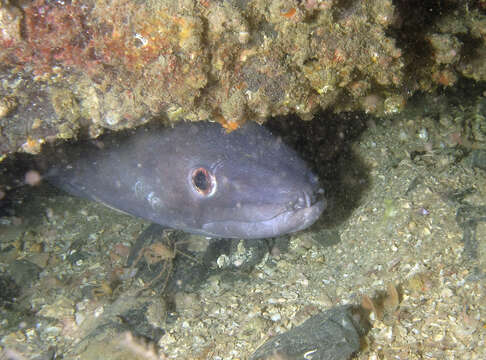 Image of Conger Eel