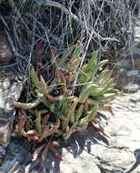 Image of <i>Crassula <i>atropurpurea</i></i> var. atropurpurea