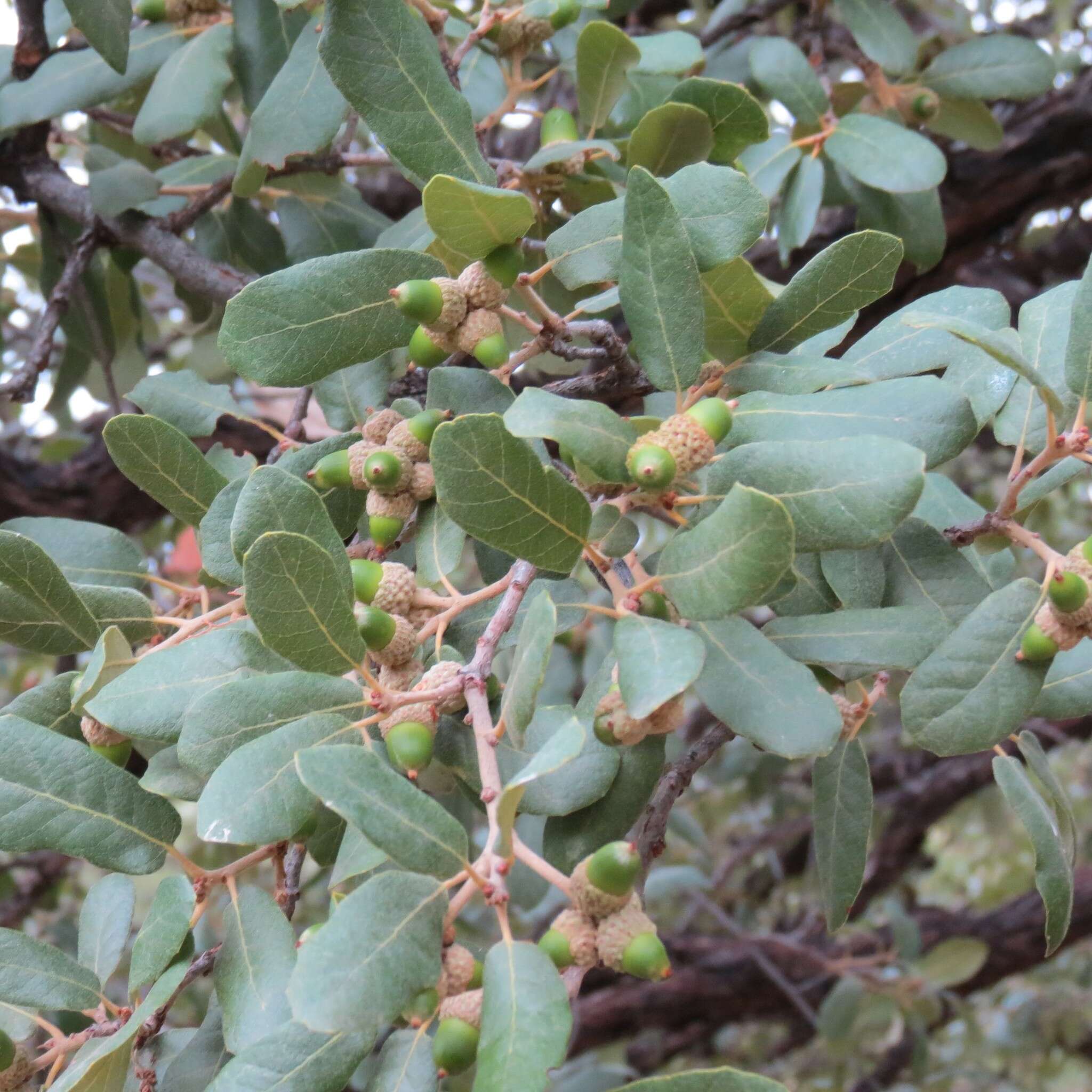 Image of Quercus rugosa Née
