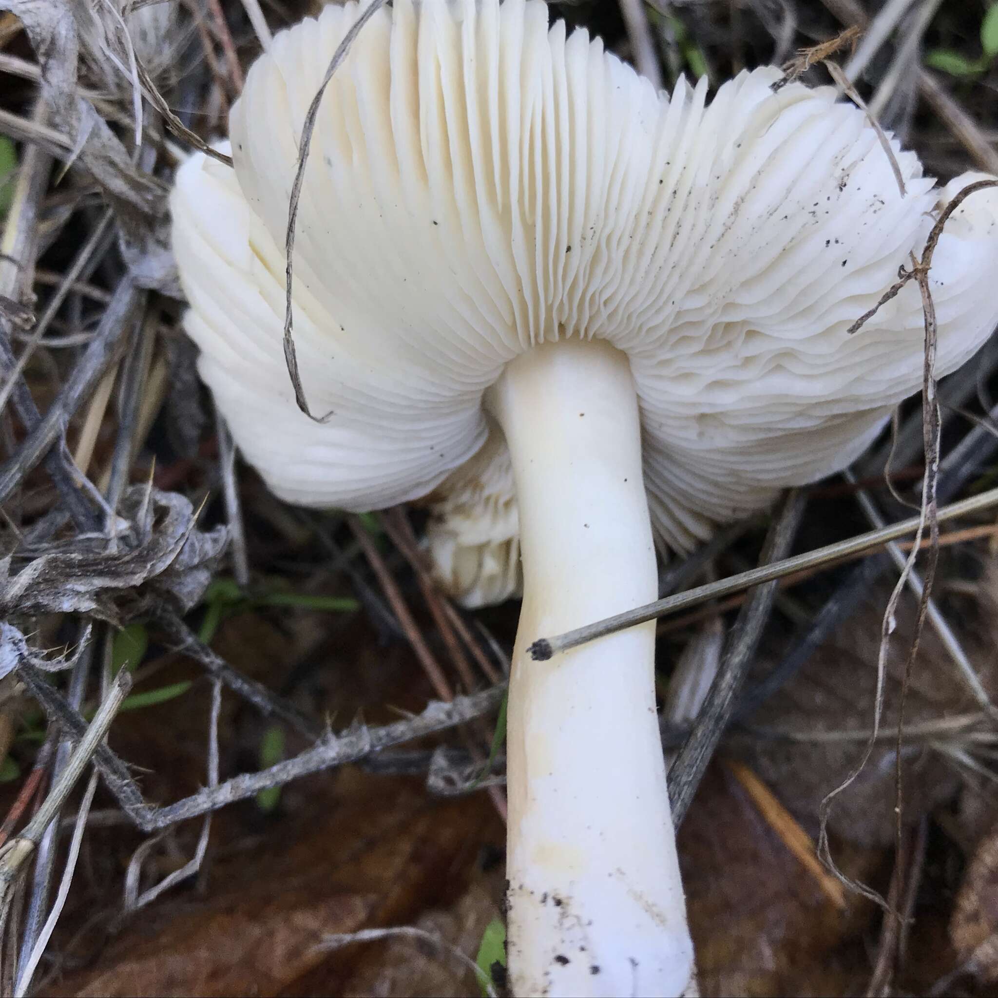 Image of Lepiota rubrotinctoides Murrill 1912